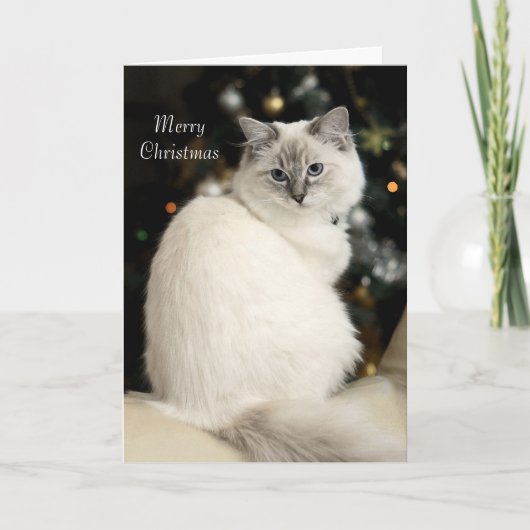 Ragdollのクリスマスカード シーズンカード (正面)