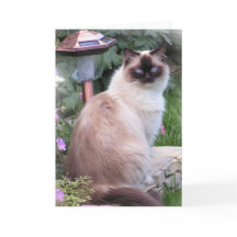 ragdollのポートレートカード