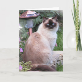 ragdollのポートレートカード カード