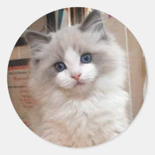 Ragdollの子ネコのかわいこちゃん ラウンドシール