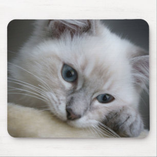 ragdollの子ネコのmousepad マウスパッド