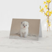 Ragdollの子ネコ カード (黄色い花)