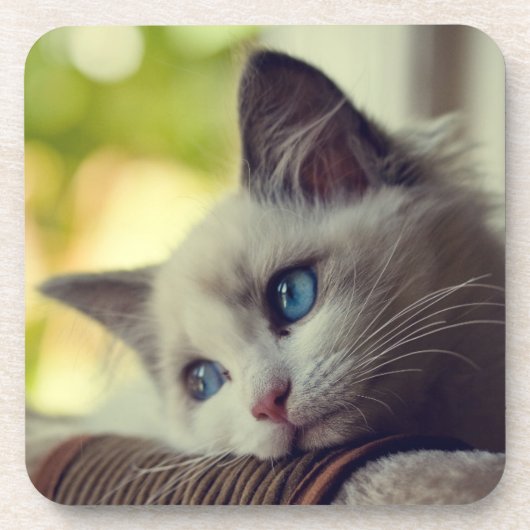 Ragdollの子ネコ コースター (正面)