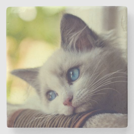 Ragdollの子ネコ ストーンコースター (正面)