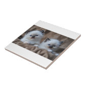 Ragdollの子ネコ タイル (側面)