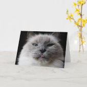 Ragdollの子猫は舌を突き出ます カード (黄色い花)
