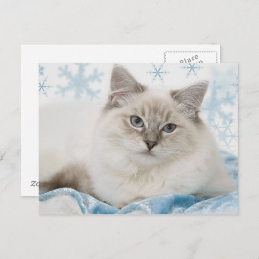 ragdollの郵便はがき ポストカード (正面/裏面)