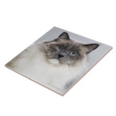 Ragdoll猫のポートレート タイル (側面)