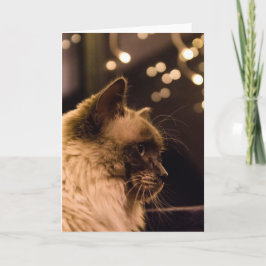 Ragdoll猫はカードをつけます シーズンカード