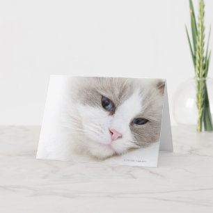 Ragdoll猫 カード