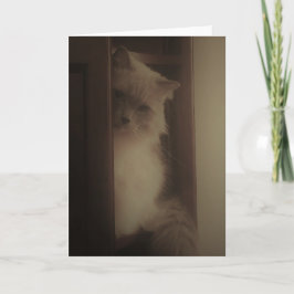 Ragdoll猫 カード