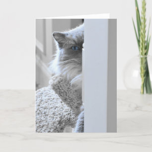 Ragdoll猫、カード カード