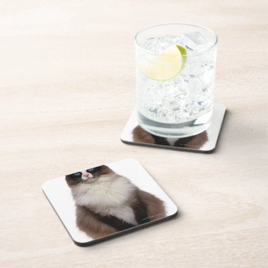 Ragdoll猫 コースター (右側)