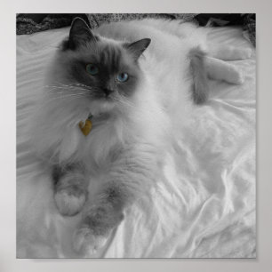 Ragdoll猫 ポスター