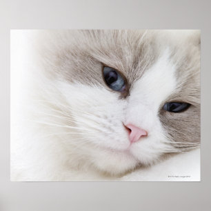 Ragdoll猫 ポスター