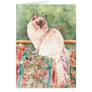 "Ragdoll"猫