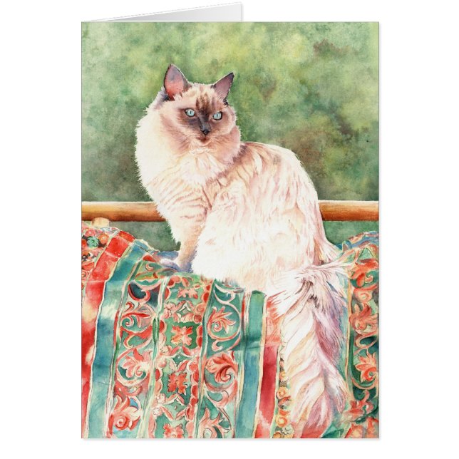 "Ragdoll"猫 (正面)