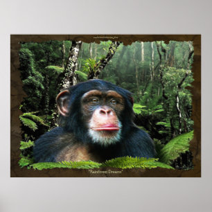 「RAIN FOREST DREAMS II」チンパンジー・アートポスター ポスター