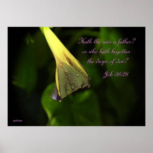 Rain on the Morning Glory – ポスター (正面)