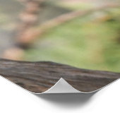 Rainbow beater-eater bird（オーストラリア） ポスター (角)