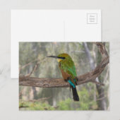 Rainbow beater-eater bird（オーストラリア） ポストカード (正面/裏面)