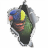 Rainbow Lorikeet Bird Decal– Exotic Parrot Sticker シール (正面)