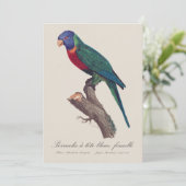 Rainbow lorikeet female, Trichoglossus moluccanus サンキューカード (スタンド正面)