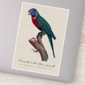 Rainbow lorikeet female, Trichoglossus moluccanus シール