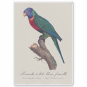Rainbow lorikeet female, Trichoglossus moluccanus シール (正面)