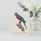 Rainbow lorikeet female, Trichoglossus moluccanus ポストカード (スタンド正面)