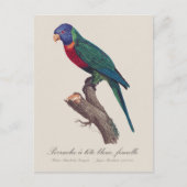 Rainbow lorikeet female, Trichoglossus moluccanus ポストカード (正面)