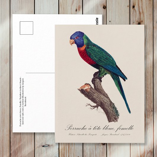 Rainbow lorikeet female, Trichoglossus moluccanus ポストカード