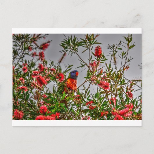 RAINBOW LORIKEET IN RURAL QUEENSLAND AUSTRALIA ポストカード (正面)