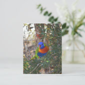 RAINBOW LORIKEET IN TREE RURAL AUSTRALIA ポストカード (スタンド正面)