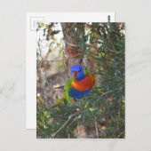 RAINBOW LORIKEET IN TREE RURAL AUSTRALIA ポストカード (正面/裏面)