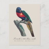 Rainbow Lorikeet Male, Trichoglossus Moluccanus ポストカード (正面)