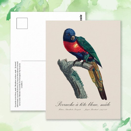 Rainbow Lorikeet Male, Trichoglossus Moluccanus ポストカード
