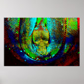 Rainbow Snake ポスター (正面)