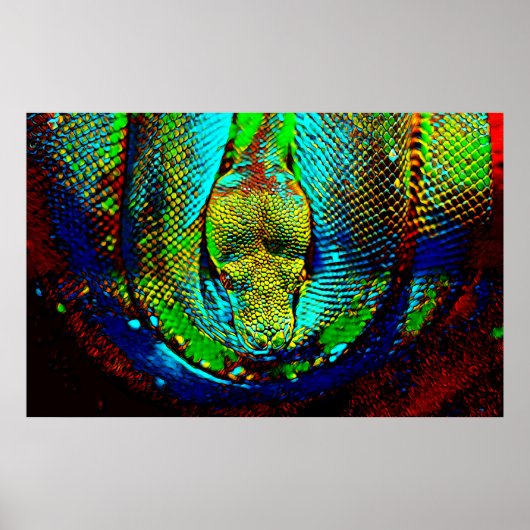 Rainbow Snake ポスター (正面)