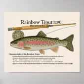 Rainbow Trout – English Art Print ポスター (正面)