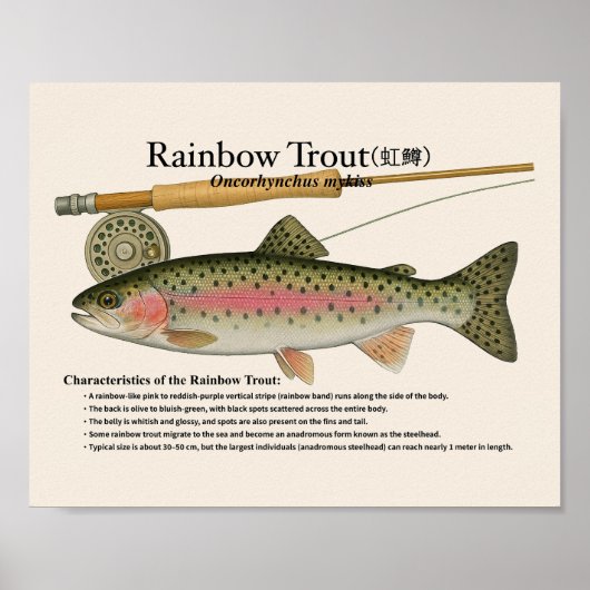 Rainbow Trout – English Art Print ポスター (正面)
