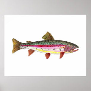 Rainbow Trout Fish ポスター