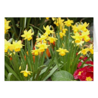 raindaffodils