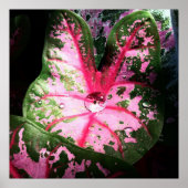 Raindrop on caldiumポスター/ウォールアート ポスター (正面)