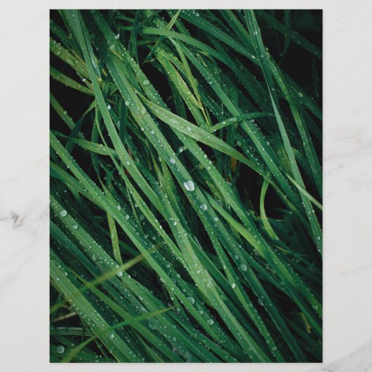 Raindrops on grass scrapbook paper (正面)