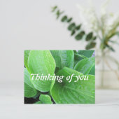Raindrops On Hosta 葉 Photo 考える's Of You ポストカード (スタンド正面)