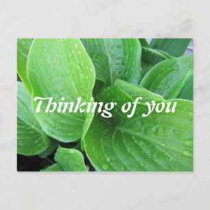 Raindrops On Hosta 葉 Photo 考える's Of You ポストカード