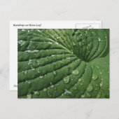 Raindrops on Hosta Leafはがき ポストカード (正面/裏面)