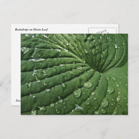 Raindrops on Hosta Leafはがき ポストカード (正面/裏面)