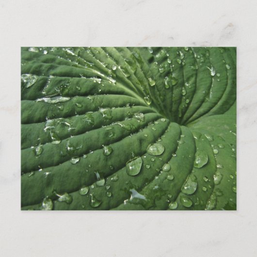 Raindrops on Hosta Leafはがき ポストカード (正面)